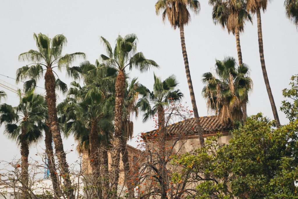 pexels-taraschuiko-26613485